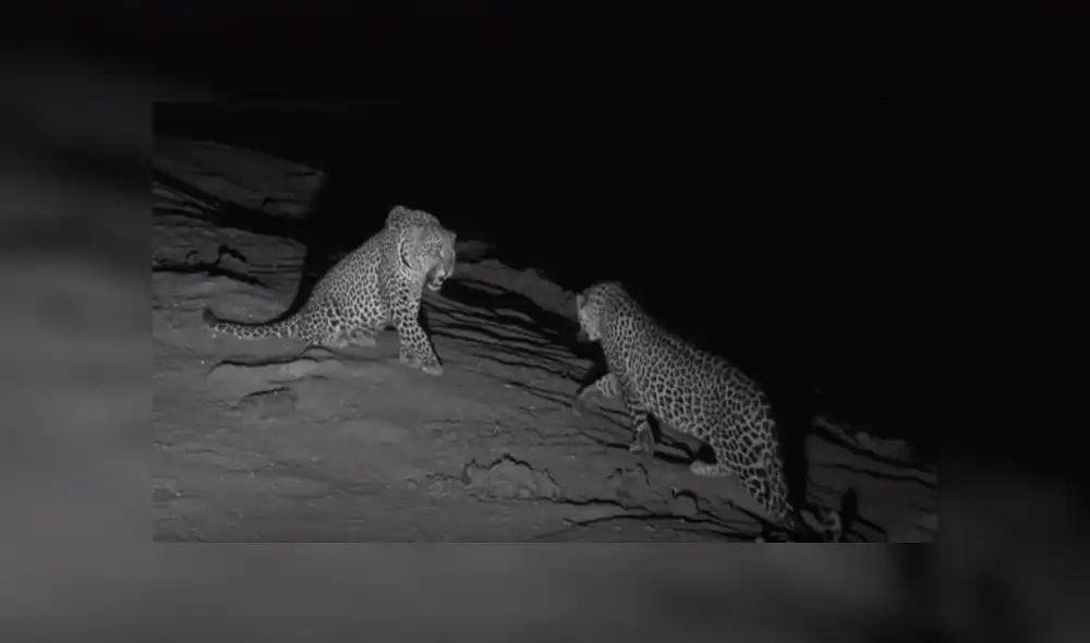 Desliza hacia la izquierda para ver el conmovedor reencuentro de leopardos que se hizo viral en YouTube. Desliza hacia la izquierda para ver el conmovedor reencuentro de leopardos que se hizo viral en YouTube.
