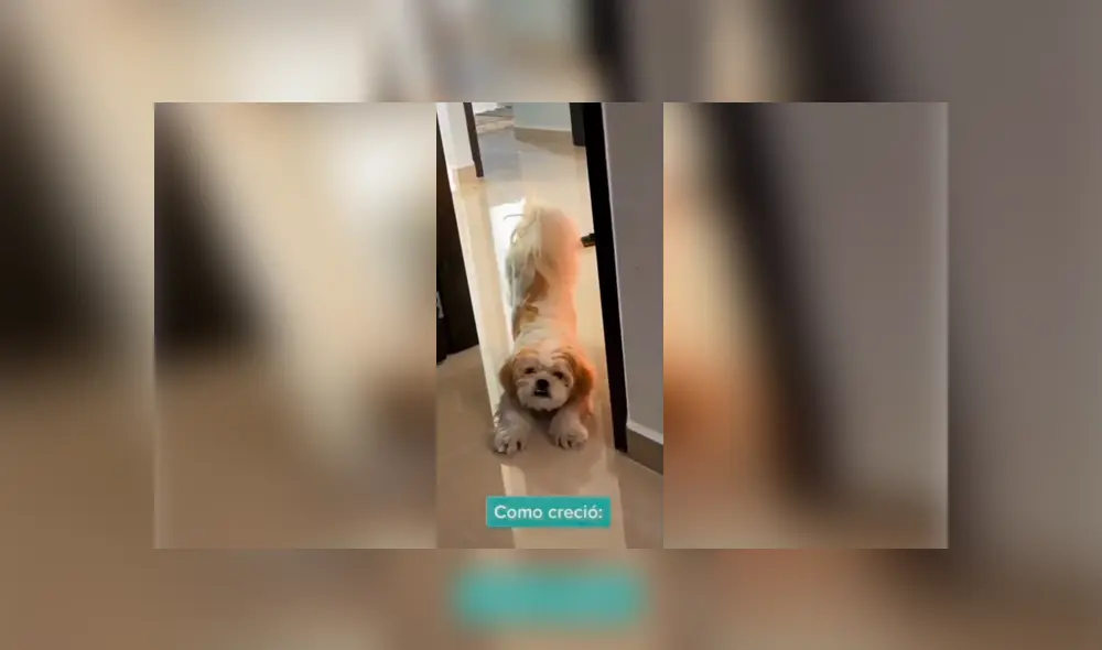 Desliza las imágenes hacia la izquierda para conocer la verdadera raza de un perro al que creyeron era un shitzu. Foto: Captura.