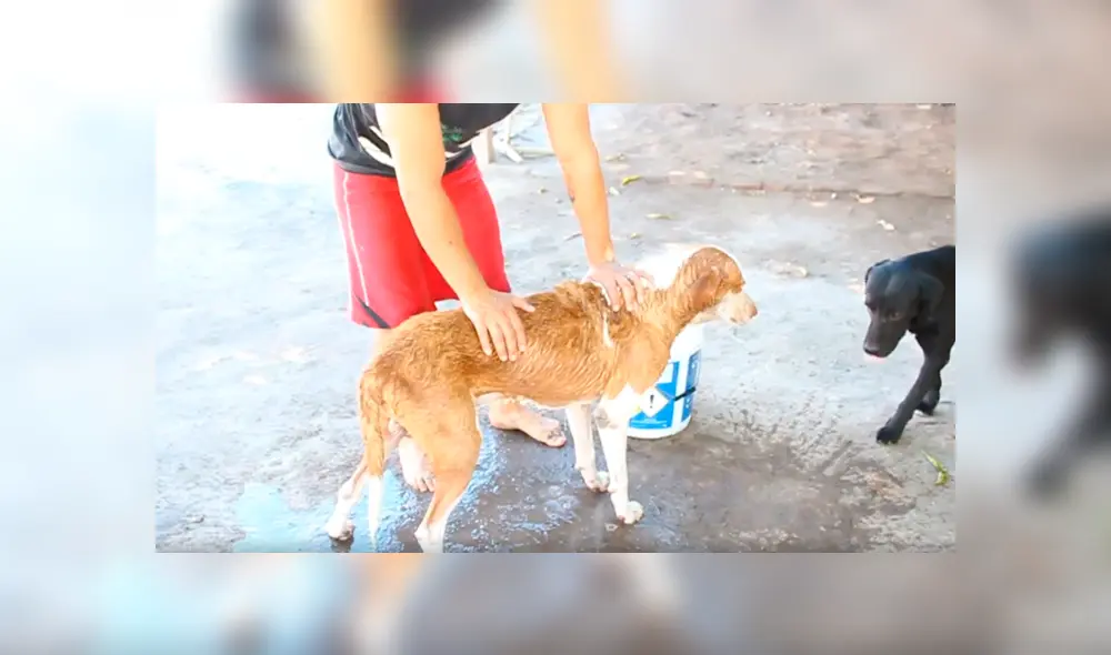 Desliza para ver el desenlace de este video viral publicado en Facebook. Foto: Captura. Desliza para ver el desenlace de este video viral publicado en Facebook. Foto: Captura.