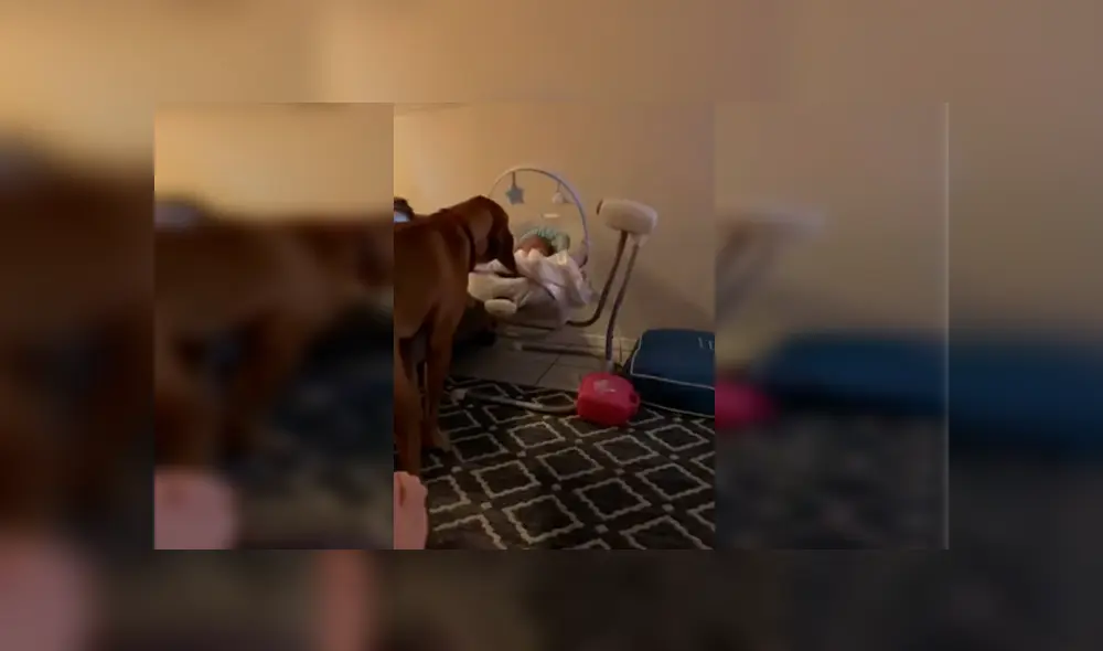 Video es viral en YouTube. La mujer se percató de la tierna escena entre su macota y su bebé recién nacido y no dudó en grabarla para compartirla en redes
