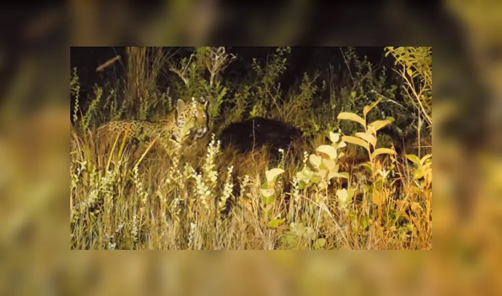 Desliza hacia la izquierda para ver las escenas del viral de Facebook. Foto: ViralHog. Desliza hacia la izquierda para ver las escenas del viral de Facebook. Foto: ViralHog.