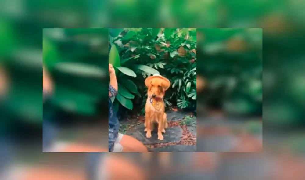 Desliza las imágenes para apreciar la divertida actuación de una joven acompañada de su mascota. Desliza las imágenes para apreciar la divertida actuación de una joven acompañada de su mascota.