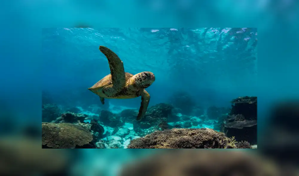Más de 600 buzos rompen Récord Guiness al limpiar una playa 