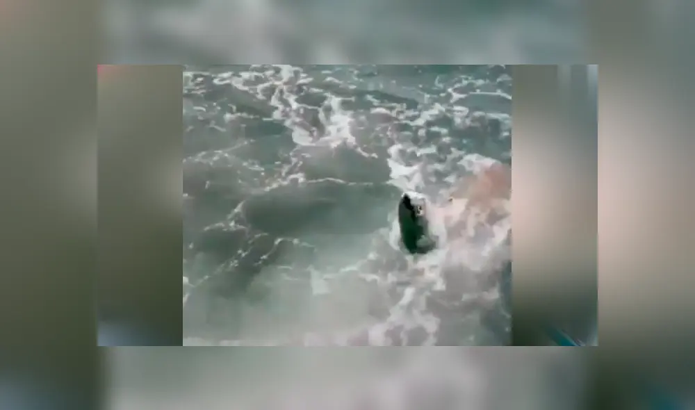 Un video viral en Facebook muestra a la peligrosa criatura que emergió del mar para capturar a pez. Un video viral en Facebook muestra a la peligrosa criatura que emergió del mar para capturar a pez.