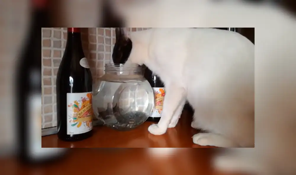 Desliza las imágenes para ver la singular escena en la que fue captado este travieso gato. Fotocapturas: ViralHog/YT