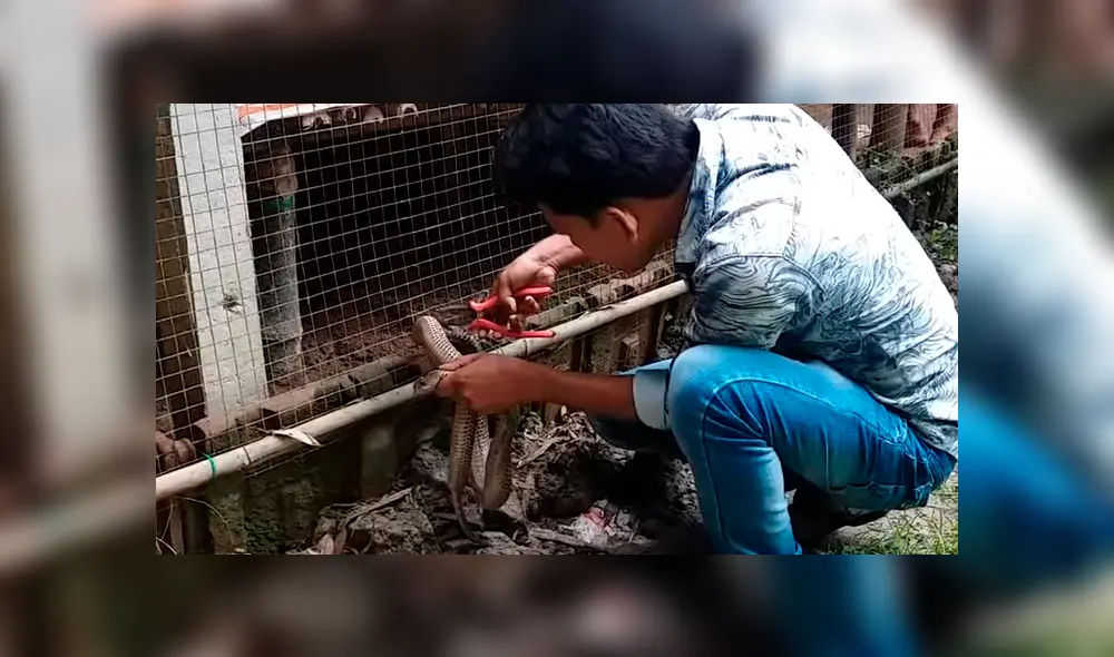 El video viral de Facebook muestra el momento en que un granjero arriesga su vida para salvar a una serpiente y ocurre lo inesperado.