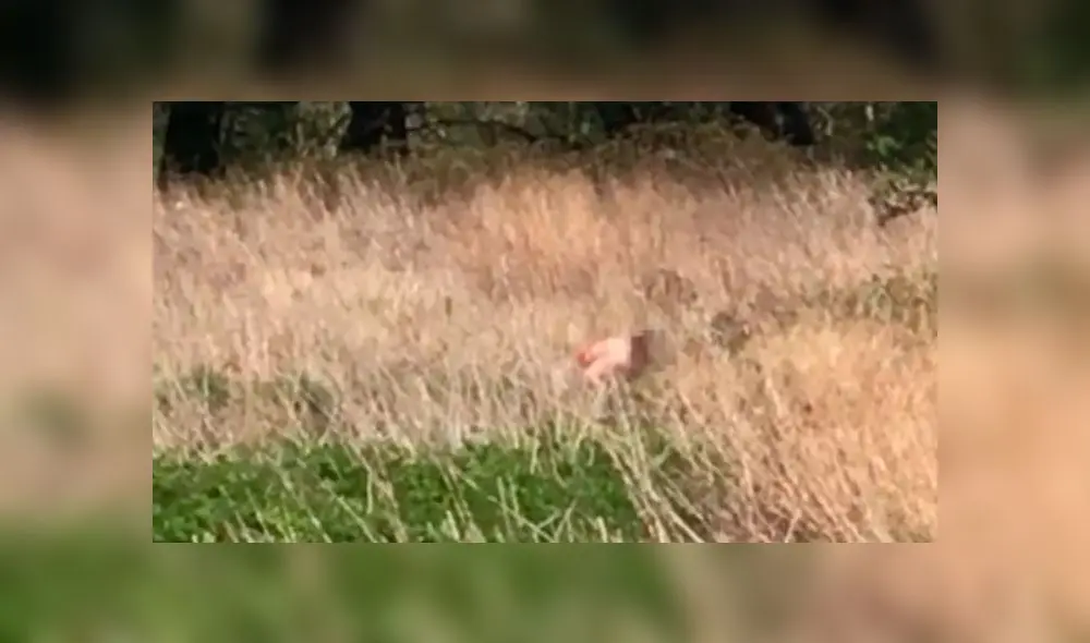 Ambos fueron captados en un parque. (Fuente: The Sun) Ambos fueron captados en un parque. (Fuente: The Sun)