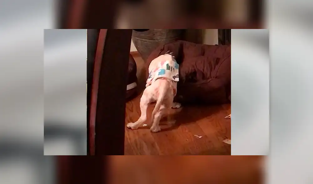 Facebook viral: mujer rompe en llanto al ver cómo dormía perro que rescató de una granja [VIDEO]