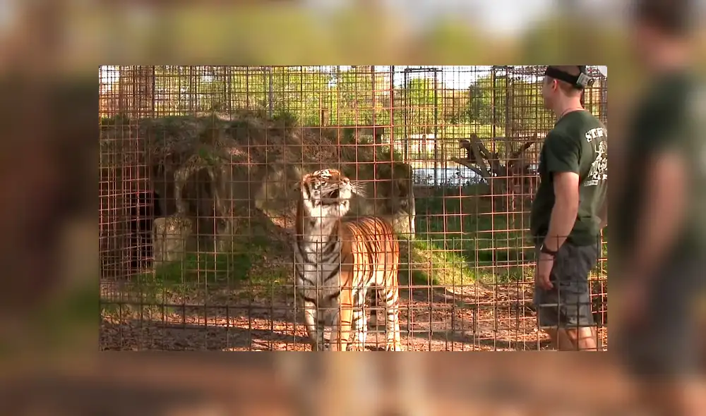 YouTube viral: No te imaginarás lo que sucede cuando este hombre ingresa a la jaula de un feroz tigre [VIDEO] 