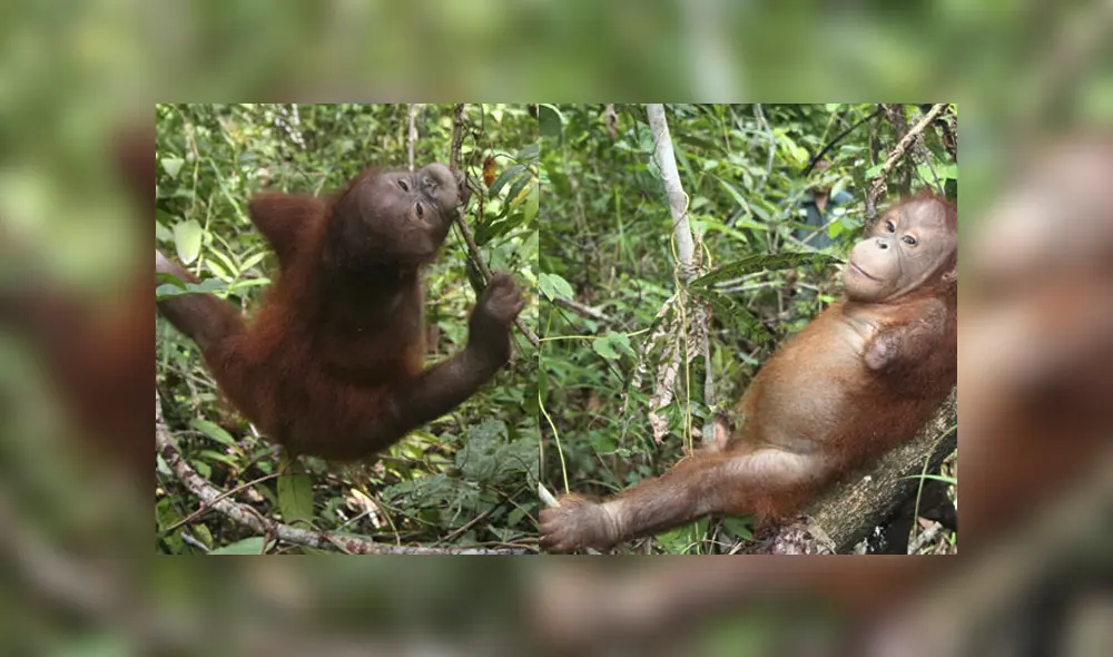 Sus brazos estaban gravemente quemados y los especialistas no pudieron salvarlos. Foto: Kopral at Forest School Sus brazos estaban gravemente quemados y los especialistas no pudieron salvarlos. Foto: Kopral at Forest School