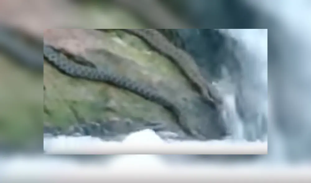 YouTube viral: captan a enormes serpientes devorando a peces en río y miles quedan en shock [VIDEO]