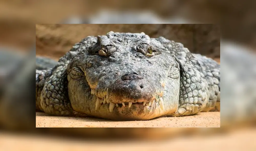 Cocodrilo se comió parte del cuerpo de un hombre que murió por sobredosis de droga Cocodrilo se comió parte del cuerpo de un hombre que murió por sobredosis de droga