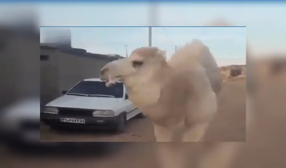 Hombre y camello protagonizan hilarante ‘persecución’ que termina de manera inesperada [VIDEO]