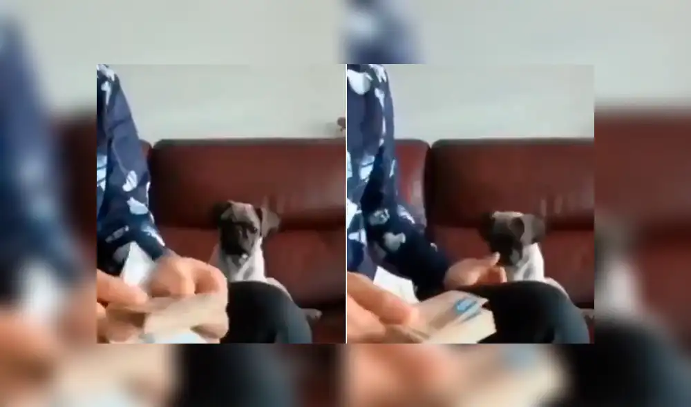 YouTube Viral: perro ayuda a su dueño a contar el dinero por una increíble razón [VIDEO]