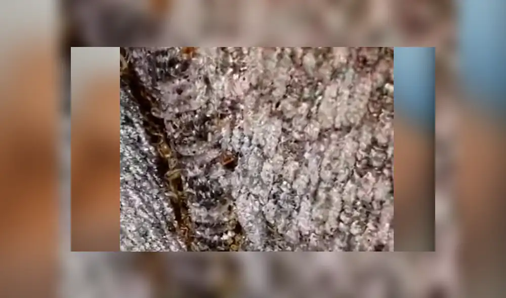 Joven compra por subasta un sofá, lo revisa y descubre a miles de insectos bebés. Joven compra por subasta un sofá, lo revisa y descubre a miles de insectos bebés.