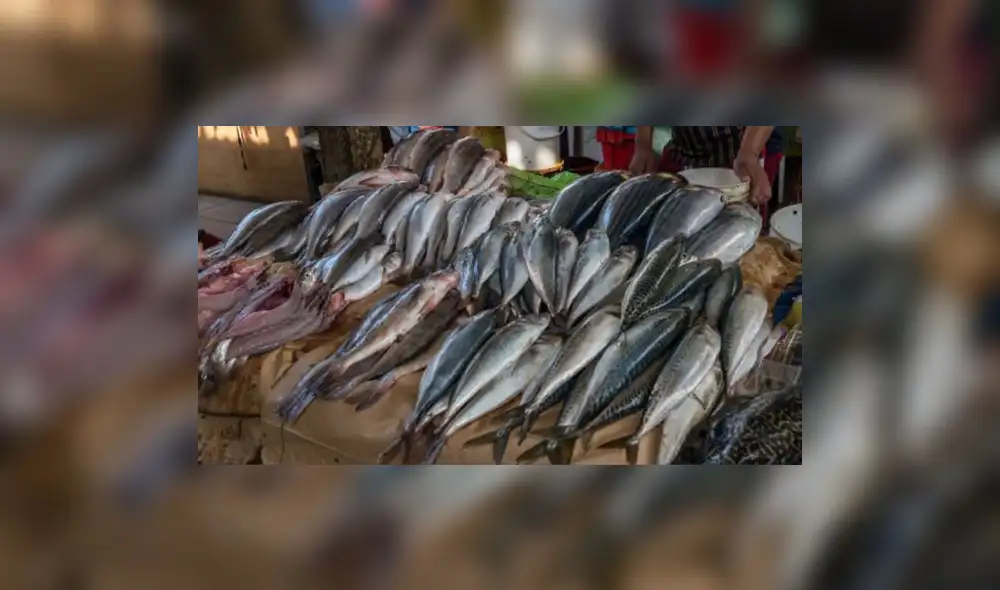 Produce venderá a precio de costo 9 toneladas de pescado en varios distritos de Lima Produce venderá a precio de costo 9 toneladas de pescado en varios distritos de Lima