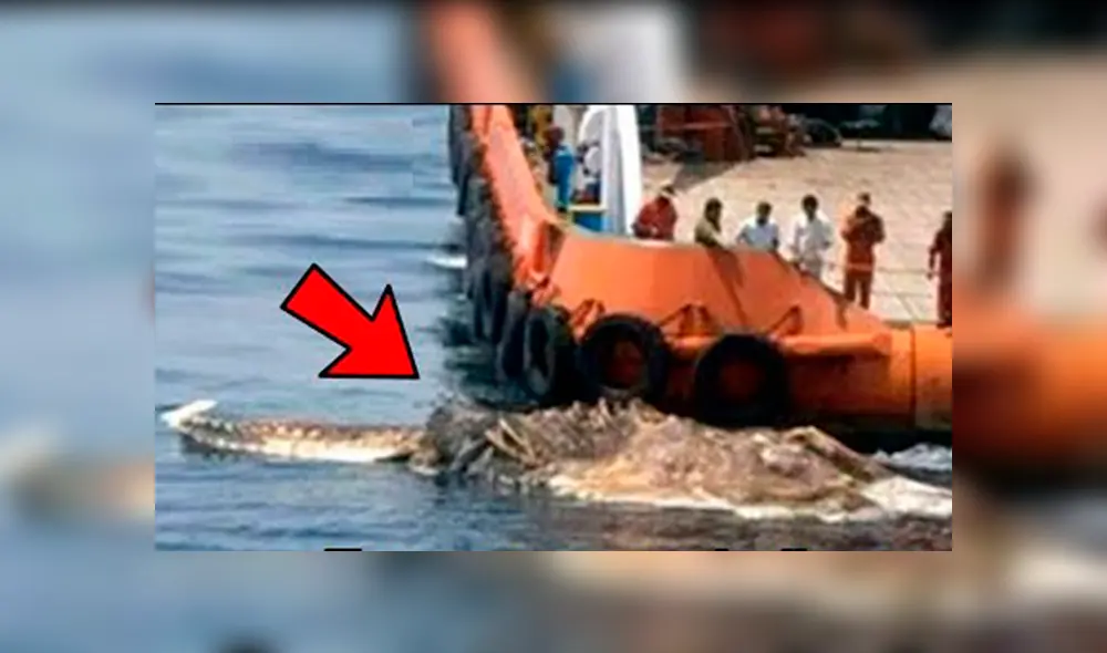 YouTube viral: gigantesca criatura marina embiste barco de Japón y miles quedan impactados [VIDEO]