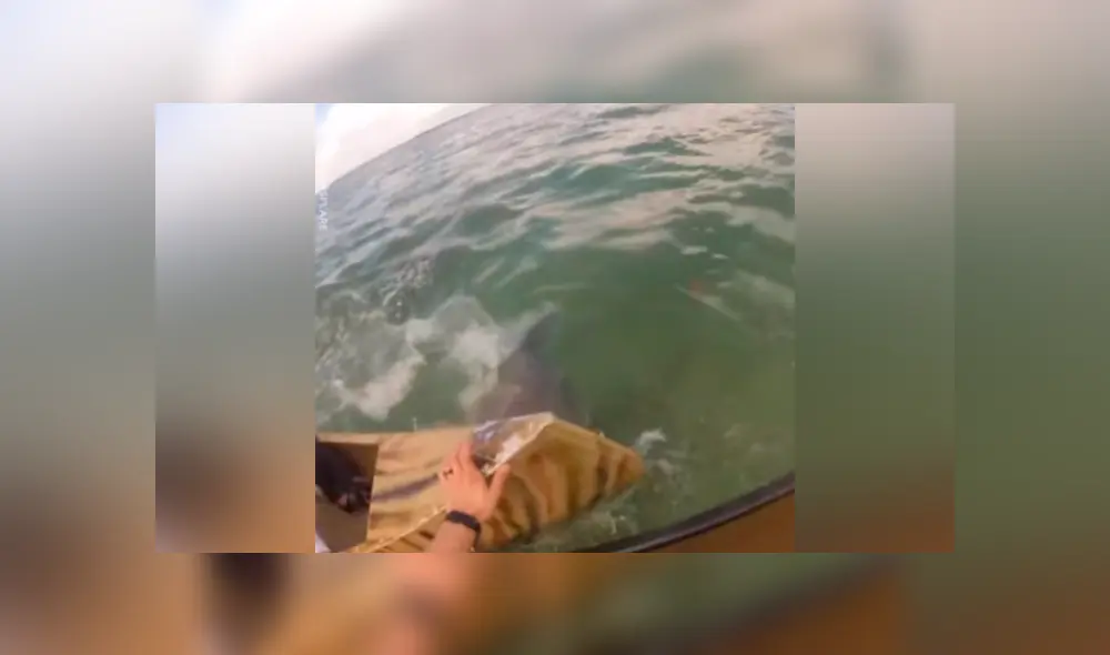 Un grupo de pescadores grabaron en un video viral de Facebook el brutal ataque que sufrieron de un tiburón que emergió del mar para convertirlos en su presa. Un grupo de pescadores grabaron en un video viral de Facebook el brutal ataque que sufrieron de un tiburón que emergió del mar para convertirlos en su presa.