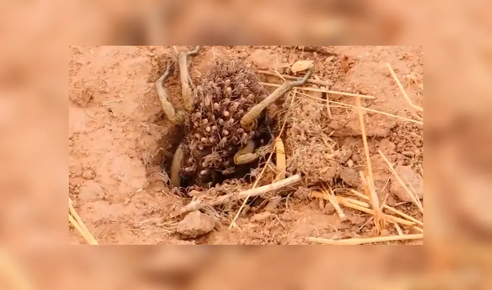 Un video viral registró el momento en que una araña hembra cargó a sus crías para cazar.
