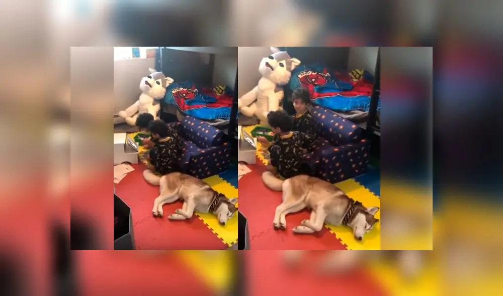 Desliza las imágenes para ver la emotiva escena que protagonizaron los hijos y la mascota de una joven mujer. Foto: RM Videos Desliza las imágenes para ver la emotiva escena que protagonizaron los hijos y la mascota de una joven mujer. Foto: RM Videos