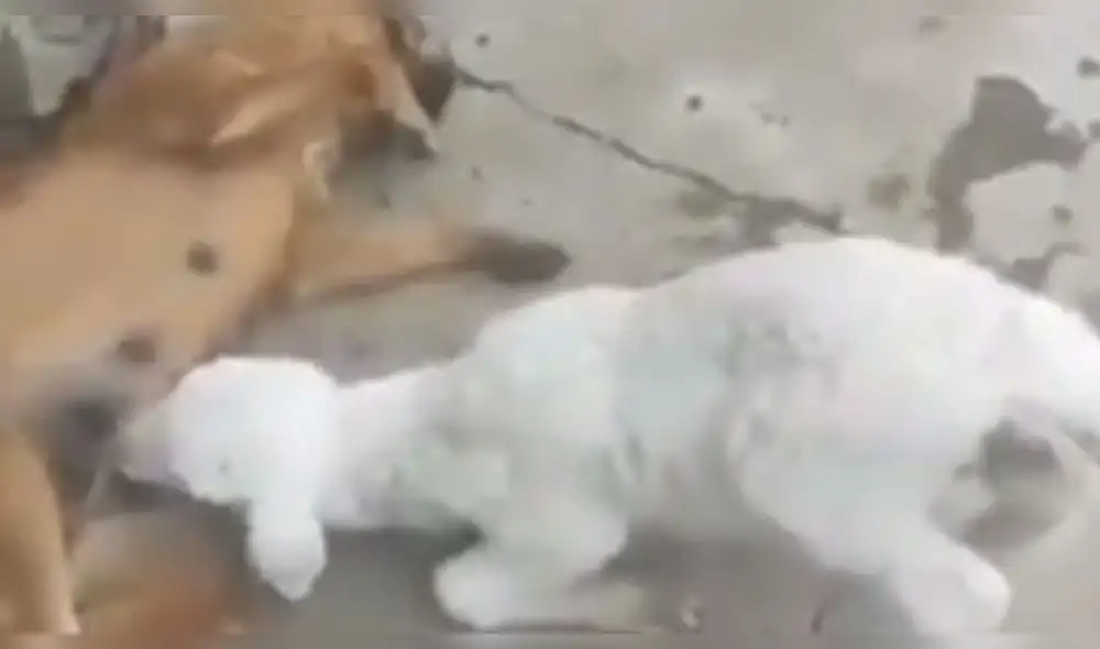 Facebook: Cabra utiliza increíble método para obtener leche de una perra