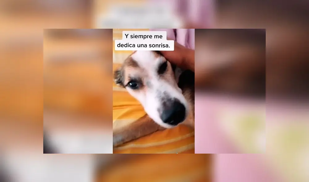 Desliza las imágenes para ver la emotiva escena entre este joven y su amado perro sordo. Foto: TikTok/Sergio Gallardo Desliza las imágenes para ver la emotiva escena entre este joven y su amado perro sordo. Foto: TikTok/Sergio Gallardo