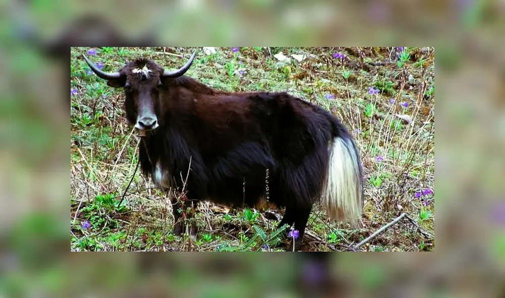 Desliza para ver el aspecto del híbrido que sorprendió a todos en YouTube. Foto: Captura. Desliza para ver el aspecto del híbrido que sorprendió a todos en YouTube. Foto: Captura.