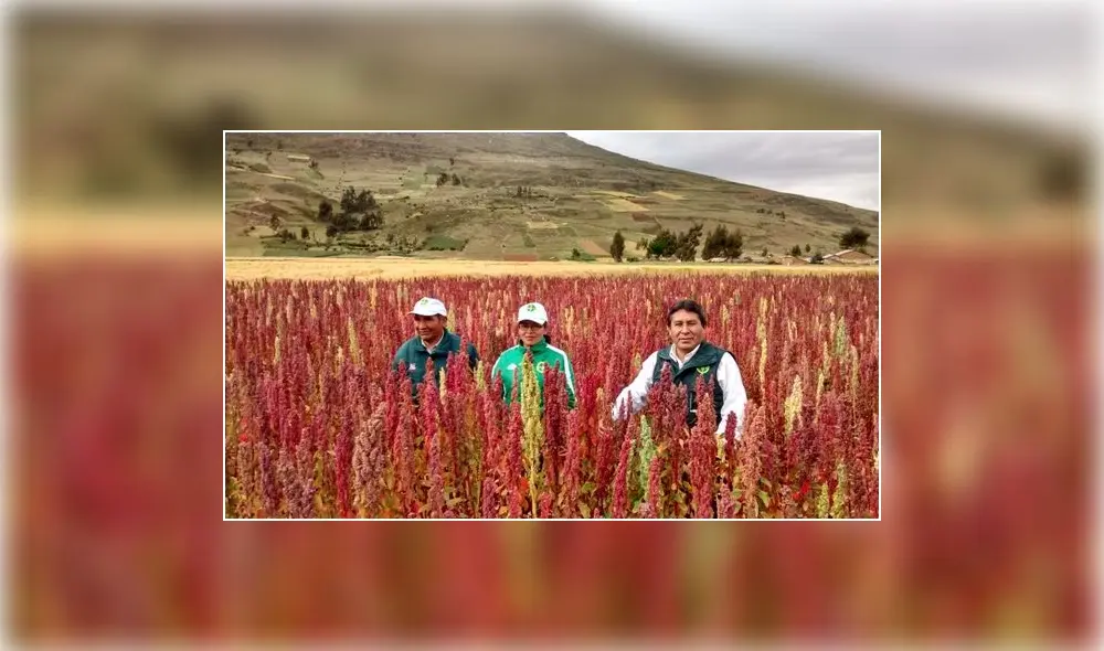 Huancavelica registró una producción de más de 1100 toneladas de quinua Huancavelica registró una producción de más de 1100 toneladas de quinua