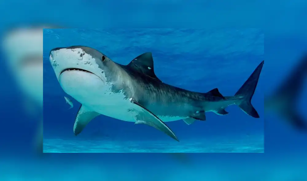 Desliza para ver los detalles del video viral publicado en YouTube. Foto: Referencial.