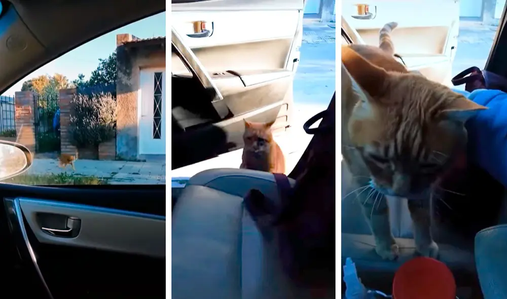 Desliza las imágenes para apreciar la tierna reacción de un gato cuando se reencontró con su dueña. Foto: Captura de TikTok