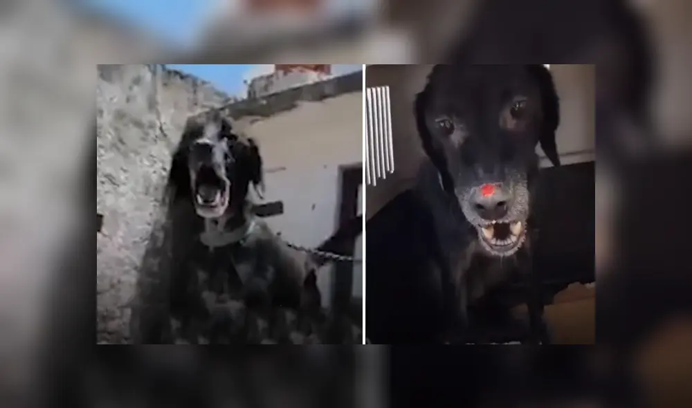 Desliza hacia la izquierda para ver las imágenes del rescate que se volvió viral en Facebook. Foto: El Dodo. Desliza hacia la izquierda para ver las imágenes del rescate que se volvió viral en Facebook. Foto: El Dodo.