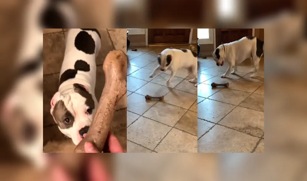 Desliza las fotografías para ver las divertidas reacciones que tiene Brutus cuando su dueña lo alimenta. Foto: Captura/ brutusthabully Desliza las fotografías para ver las divertidas reacciones que tiene Brutus cuando su dueña lo alimenta. Foto: Captura/ brutusthabully