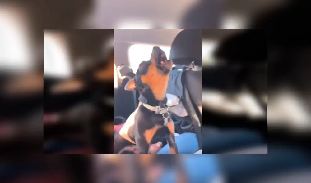 En Facebook, un pequeño perro tuvo un curioso comportamiento al percatarse que su dueña abrió su cuenta de Tik Tok. En Facebook, un pequeño perro tuvo un curioso comportamiento al percatarse que su dueña abrió su cuenta de Tik Tok.