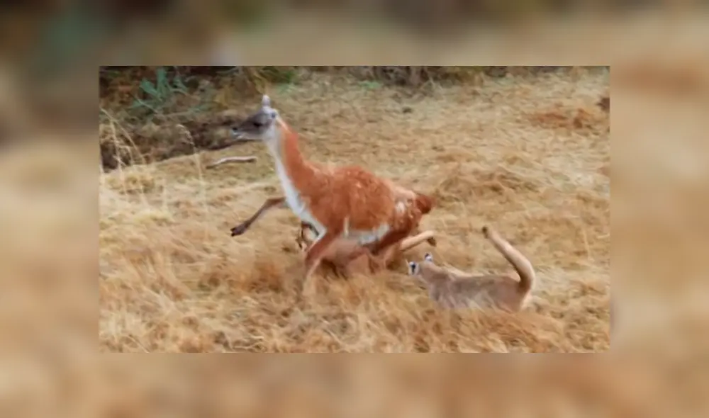 El auquénido corrió por su vida mientras los cuatro pumas intentaban acorralarlo. Foto: captura El auquénido corrió por su vida mientras los cuatro pumas intentaban acorralarlo. Foto: captura