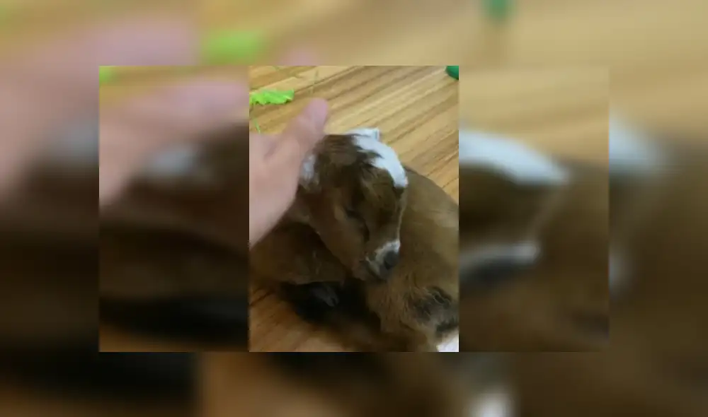 Desliza las imágenes hacia la izquierda para observar el emotivo encuentro entre una cabra y su bebé. Fotocaptura: Clarín. Desliza las imágenes hacia la izquierda para observar el emotivo encuentro entre una cabra y su bebé. Fotocaptura: Clarín.