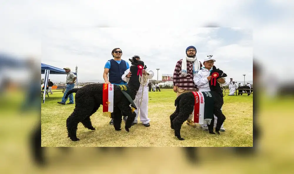 Alpaca Fiesta 2018: la fibra ancestral que impacta al mundo