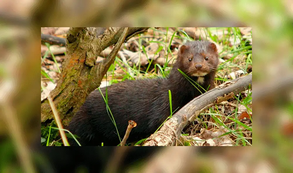 Aplican eutanasia a casi 4 000 visones para controlar reproducción de especies