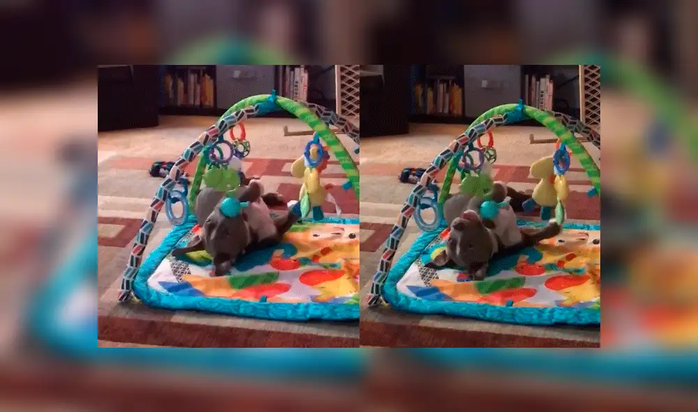 Facebook: perro pitbull adoptado es descubierto jugando como un bebé cuando se siente solo [VIDEO]