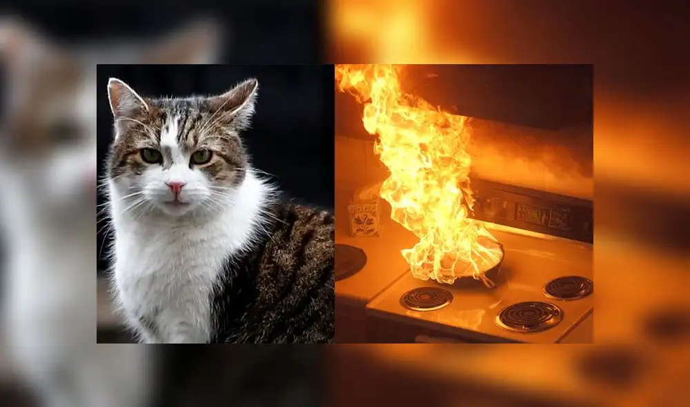 Gato salva a niños de incendio