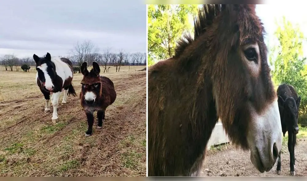 Desliza para conocer a Violeta, la burra que ayuda a animales ciegos. Foto: Facebook. Desliza para conocer a Violeta, la burra que ayuda a animales ciegos. Foto: Facebook.