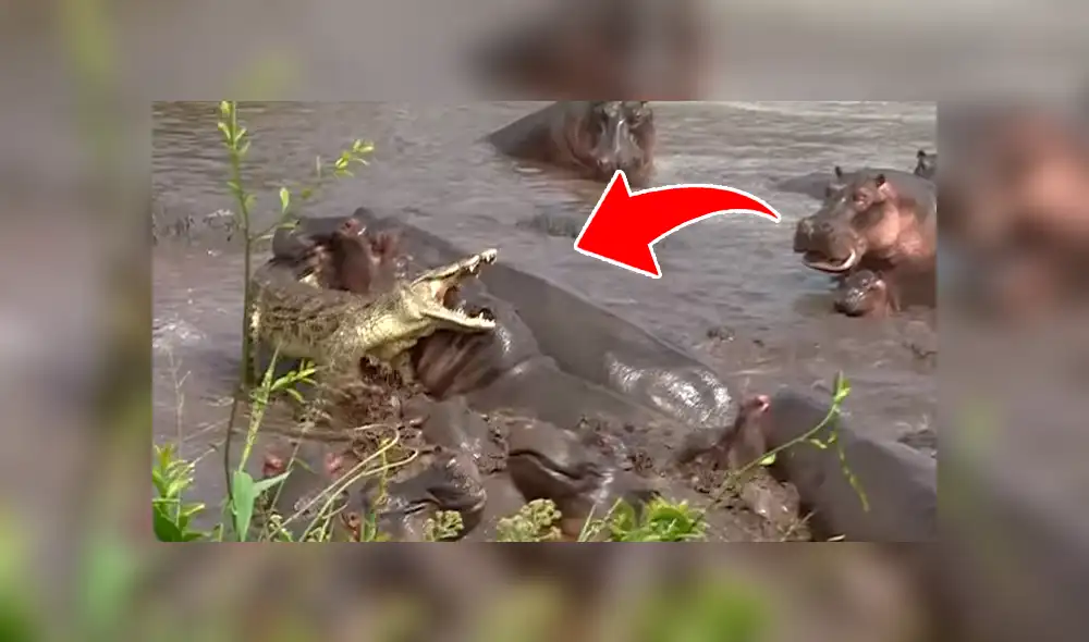 YouTube viral: 30 hipopótamos atacan a cocodrilo que minutos antes los quiso devorar [VIDEO]