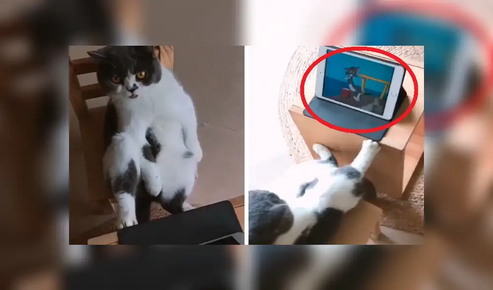 Vía Facebook: gato fanático de "Tom y Jerry" tiene curiosa forma para ver su serie [VIDEO] 