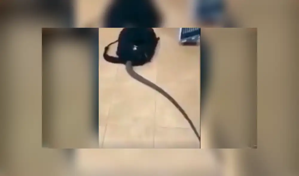 Facebook viral: graban a enorme criatura venenosa ingresando a la mochila de estudiante [VIDEO]