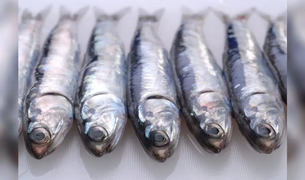 Produce: Avance de primera temporada de pesca de anchoveta registró 813 mil 306 toneladas