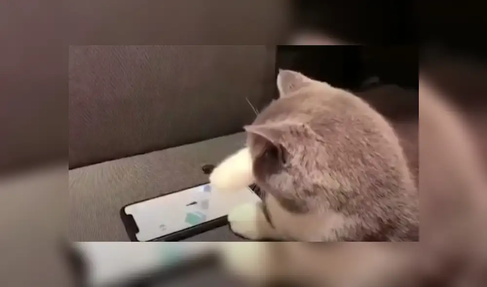 Video es viral en YouTube. Hombre notó que el felino se había apoderado de su celular, y se llevó una gran sorpresa al acercase para ver lo que hacía.