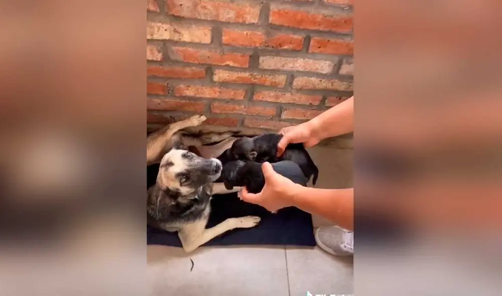 Desliza las imágenes para ver la emotiva escena que protagonizó esta perrita junto a sus crías. Fotocaptura: Jefferson Ortiz/Tiktok Desliza las imágenes para ver la emotiva escena que protagonizó esta perrita junto a sus crías. Fotocaptura: Jefferson Ortiz/Tiktok