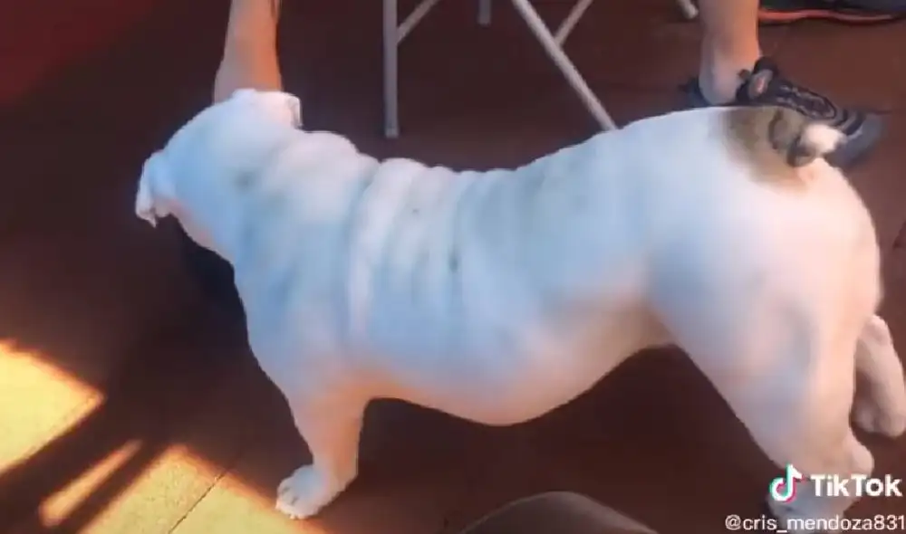 Desliza para ver los mejores pasos del perro. Foto: Captura/Facebook Desliza para ver los mejores pasos del perro. Foto: Captura/Facebook