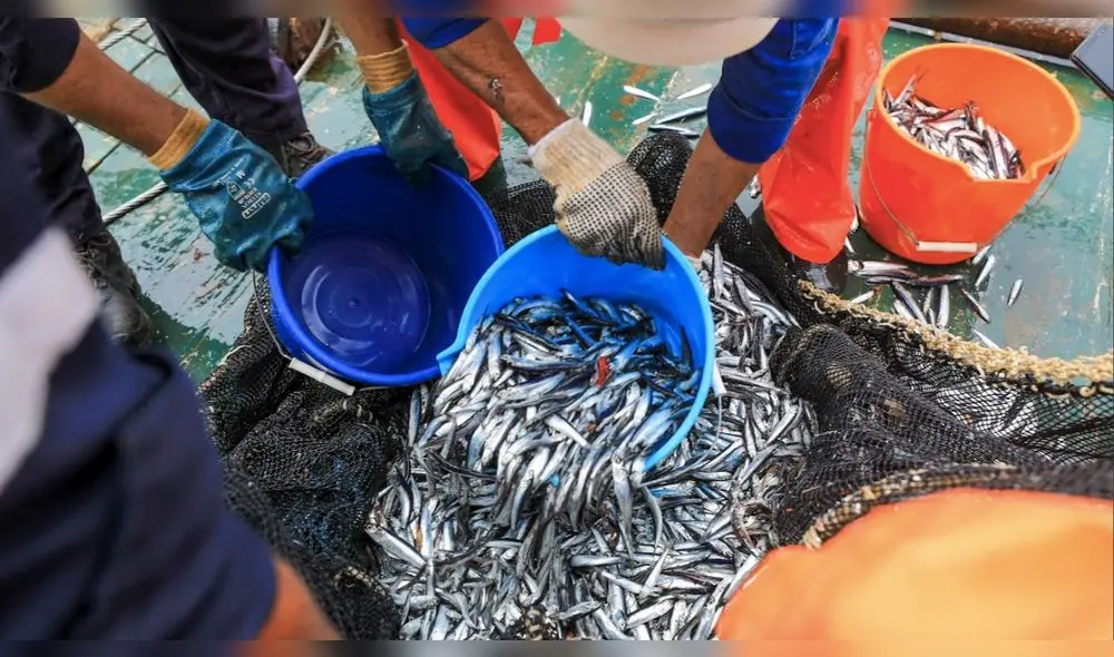 Industria pesquera sabía que cifras de IMARPE no eran ciertas [AUDIOS]