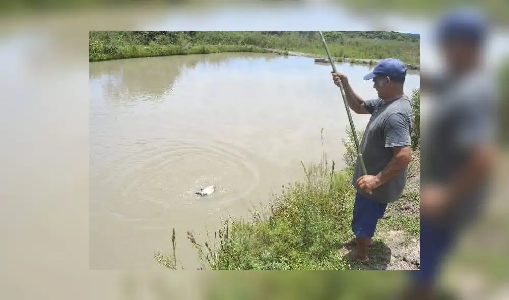 Cultivan tilapias en Sechura. Foto: La República. Cultivan tilapias en Sechura. Foto: La República.