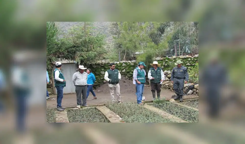 Arequipa: Plantaron 2000 queñales para mejorar la calidad de vida de varias comunidades Arequipa: Plantaron 2000 queñales para mejorar la calidad de vida de varias comunidades